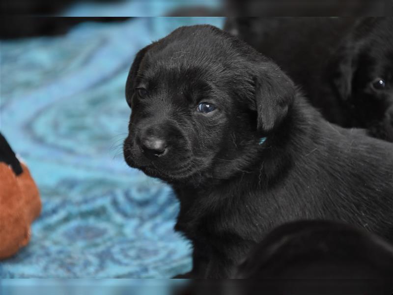 Labradorwelpen in schwarz und chocolate