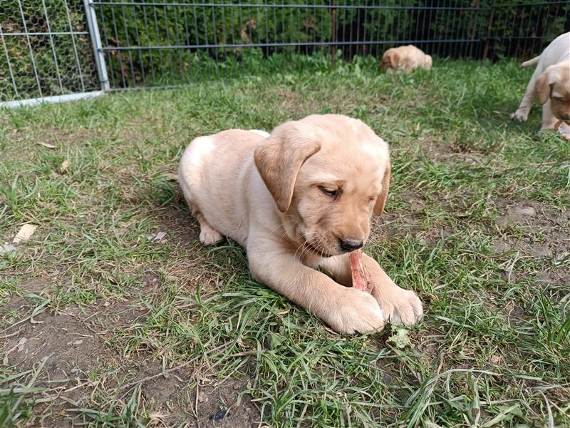 Labrador Welpen