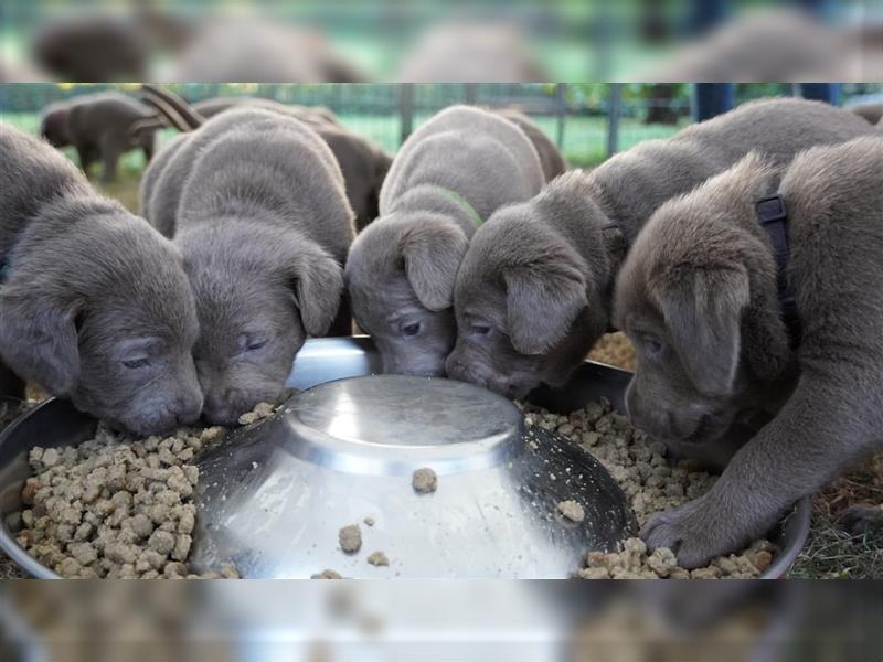 Labrador silber Welpen mit Ahnennachweis 12.08.24 geboren