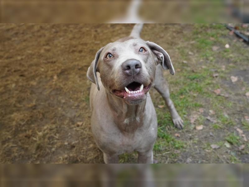 Labrador silber Welpen mit Ahnennachweis 12.08.24 geboren