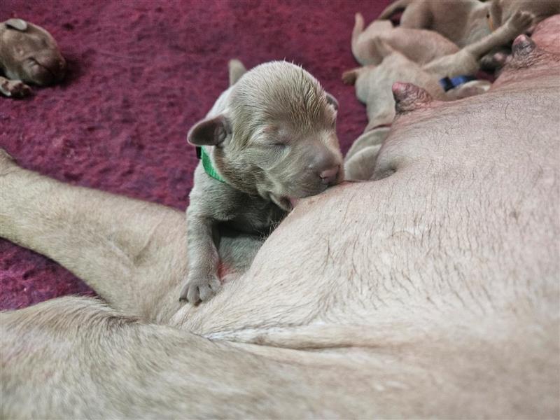 Labrador silber Welpen mit Ahnennachweis 12.08.24 geboren