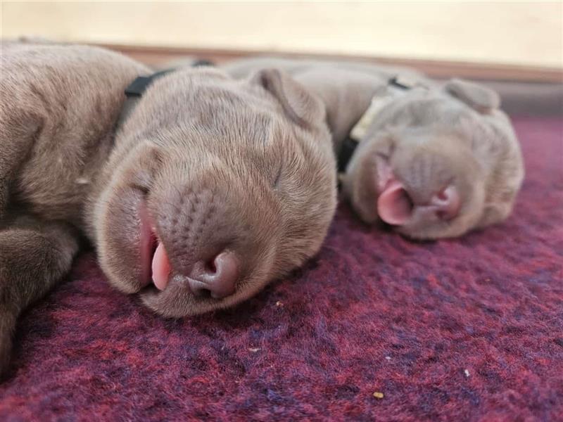 Labrador silber Welpen mit Ahnennachweis 12.08.24 geboren