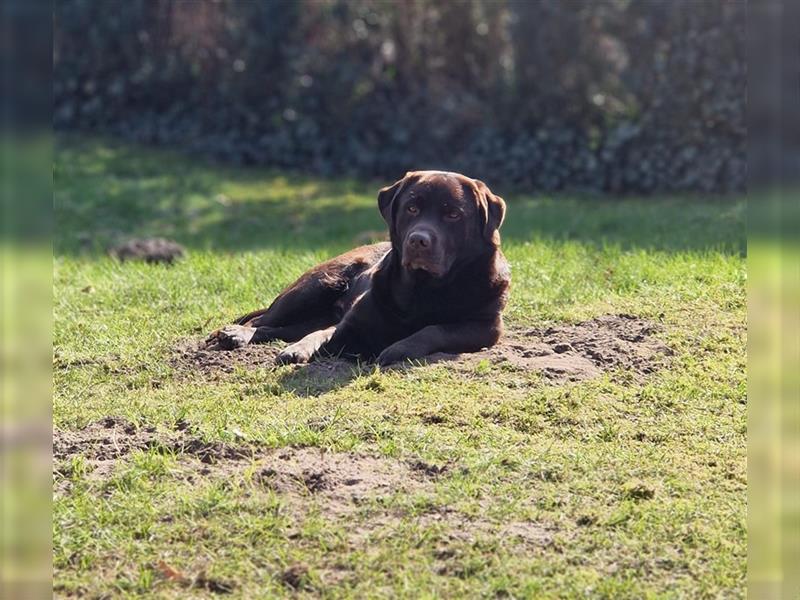 Choco Labrador Deckrüde mit Ahnentafel/ZZL