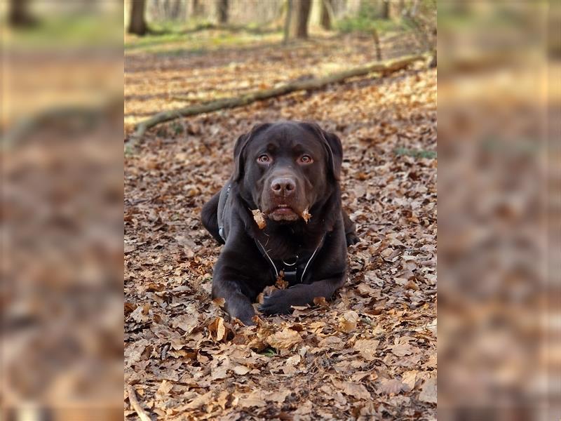 Choco Labrador Deckrüde mit Ahnentafel/ZZL