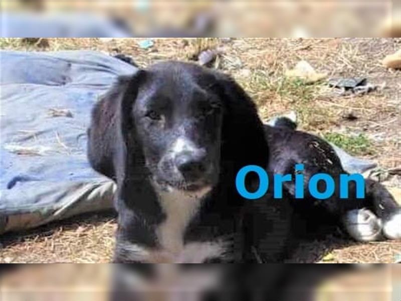 ORION - sucht sein Zuhause