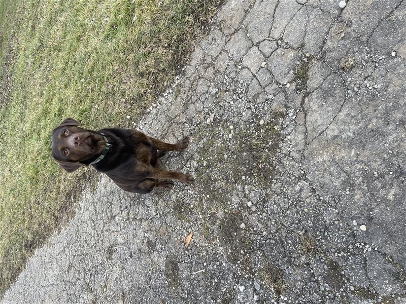 Labrador Deckrüde mit Ahnentafel