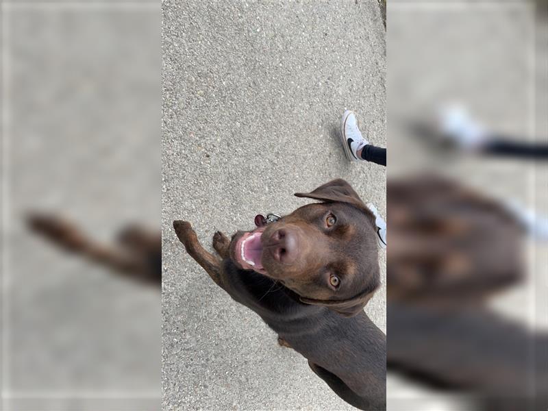 Labrador Deckrüde mit Ahnentafel