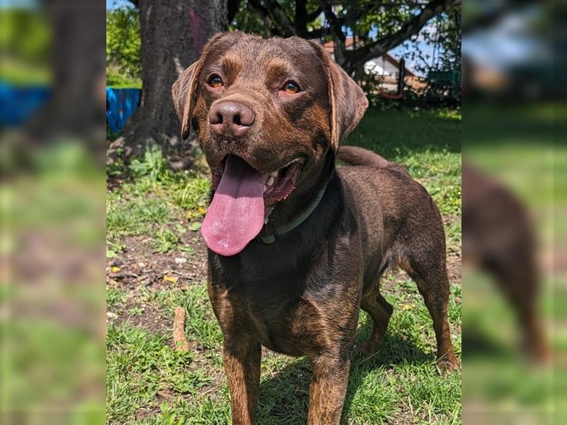 Labrador Deckrüde mit Ahnentafel