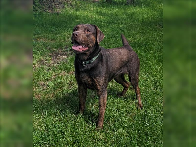 Labrador Deckrüde mit Ahnentafel