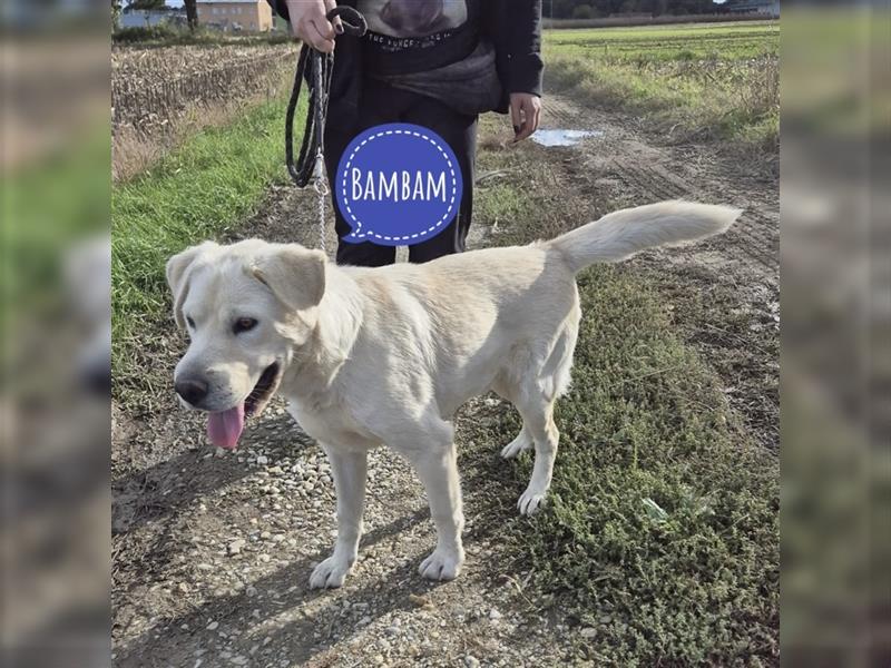 Bambam ein verspielter