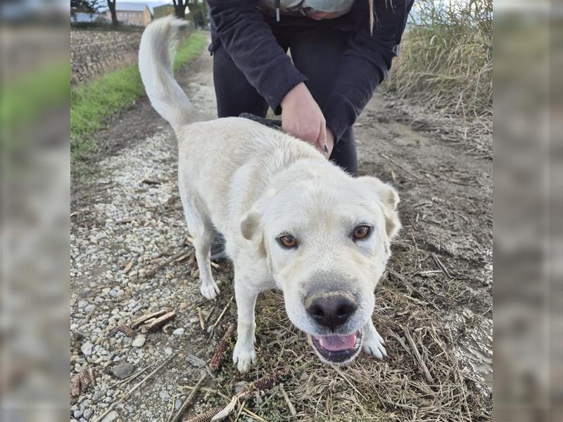 Bambam ein verspielter