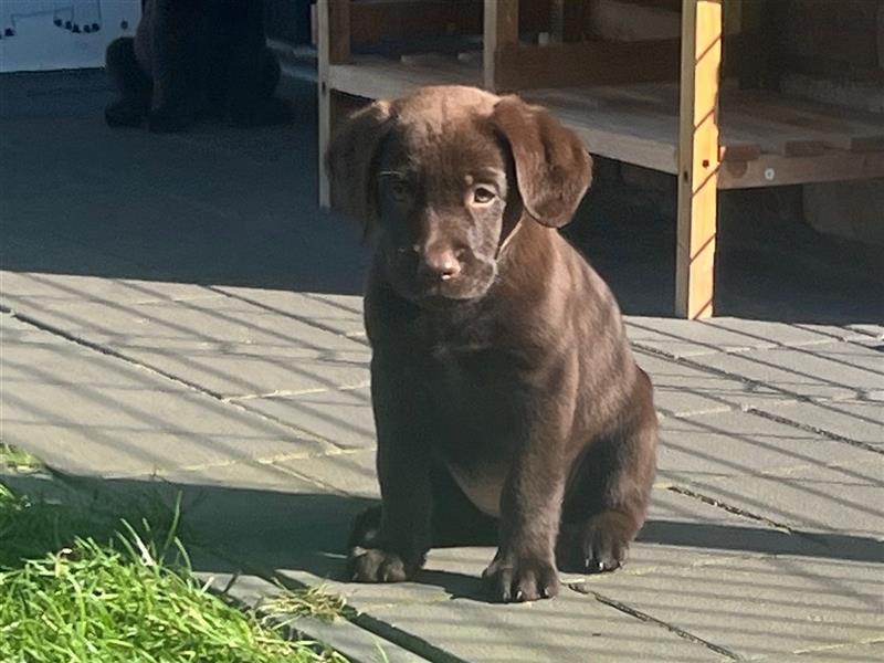 Labrador Welpen