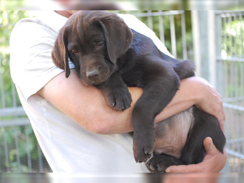 Aufgeweckter brauner Labradorwelpe