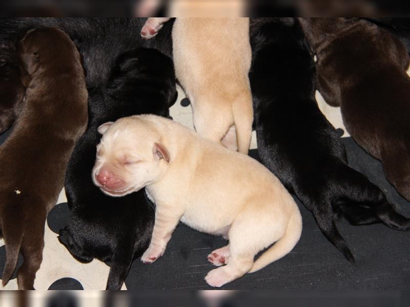 Unsere bildhübschen, vitalen Labradorwelpen sind gelandet!