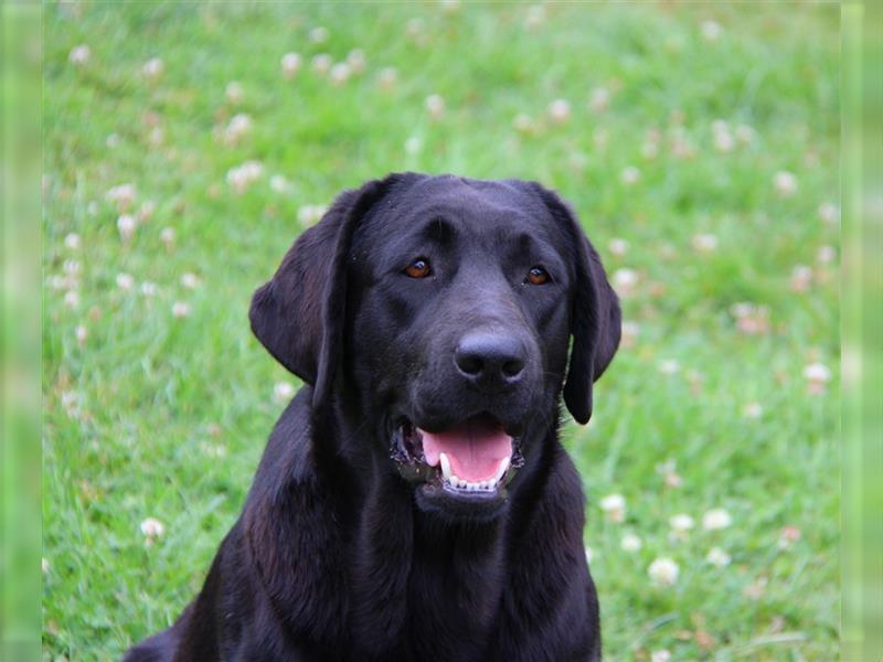 Unsere bildhübschen, vitalen Labradorwelpen sind gelandet!