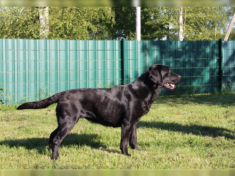 Unsere bildhübschen, vitalen Labradorwelpen sind gelandet!