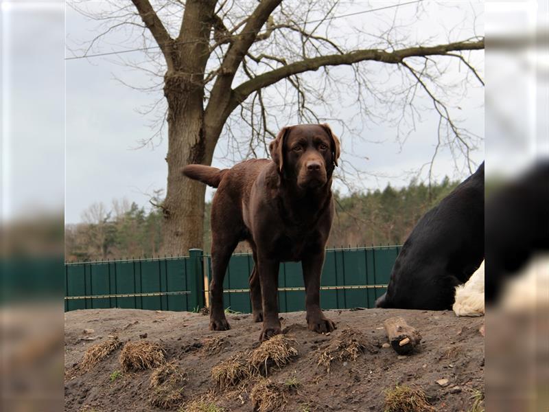 Unsere bildhübschen, vitalen Labradorwelpen sind gelandet!