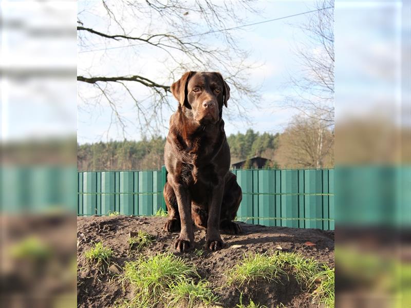 Unsere bildhübschen, vitalen Labradorwelpen sind gelandet!