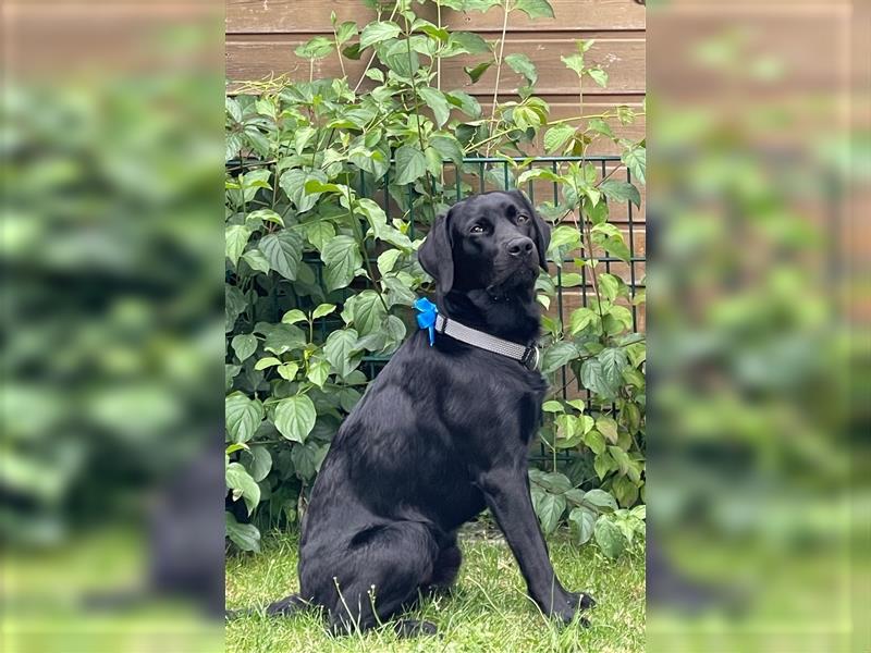 Unsere bildhübschen, vitalen Labradorwelpen sind gelandet!