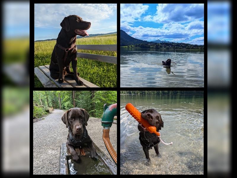 Unsere bildhübschen, vitalen Labradorwelpen sind gelandet!