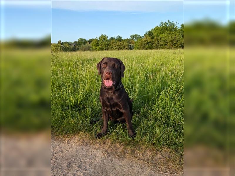 Unsere bildhübschen, vitalen Labradorwelpen sind gelandet!