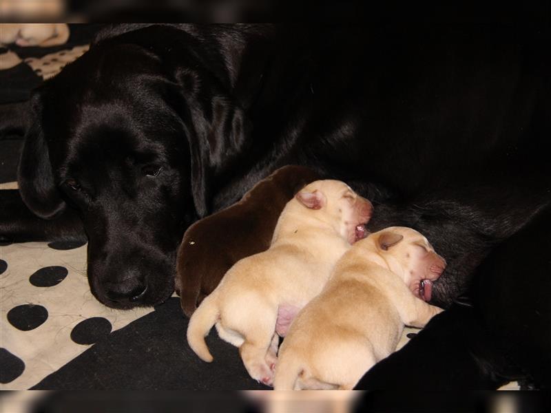 Unsere bildhübschen, vitalen Labradorwelpen sind gelandet!