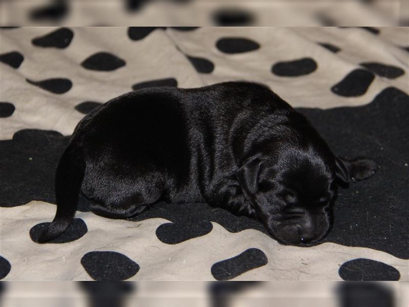 Unsere bildhübschen, vitalen Labradorwelpen sind gelandet!