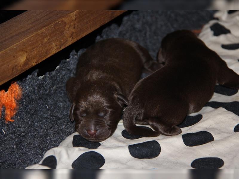 Unsere bildhübschen, vitalen Labradorwelpen sind gelandet!