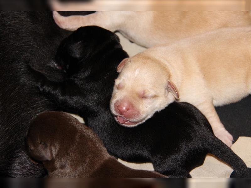 Unsere bildhübschen, vitalen Labradorwelpen sind gelandet!