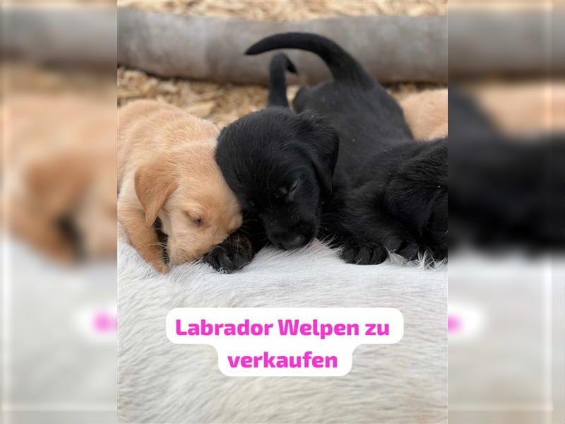 Labrador Welpen