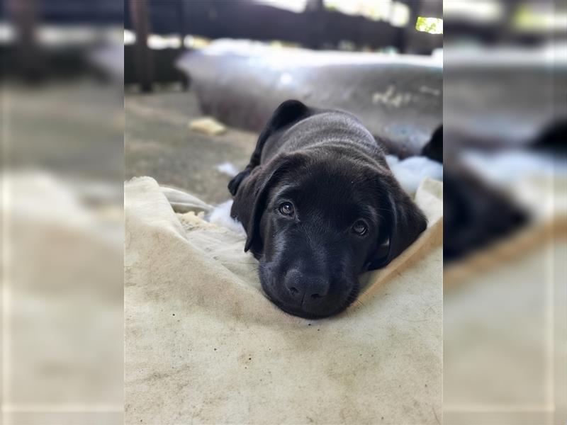 Labrador Welpen reinrassig in schwarz