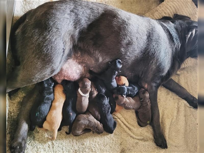 Labrador Welpen reinrassig in schwarz