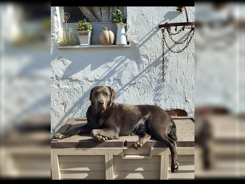 Labrador Welpen reinrassig in schwarz