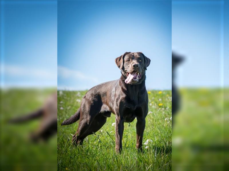 Labrador Welpen reinrassig in schwarz