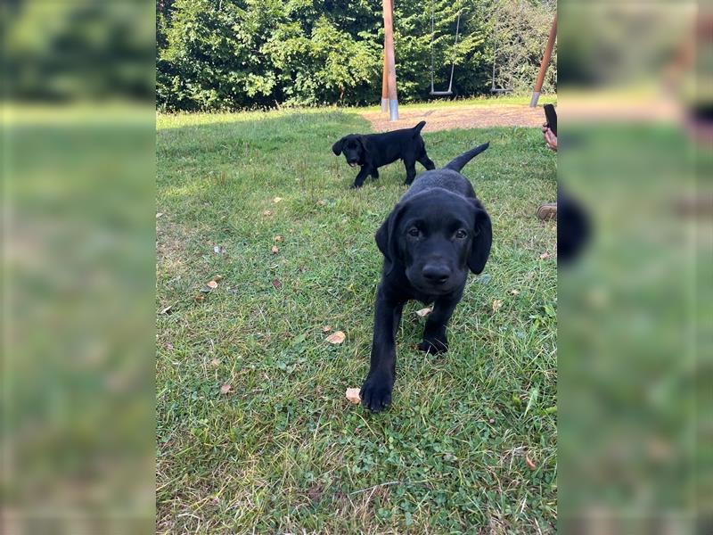 Labrador Welpen reinrassig in schwarz