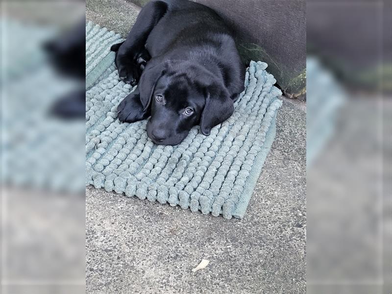 Labrador Welpen reinrassig in schwarz