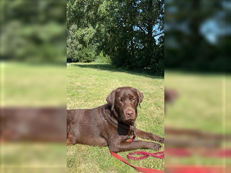 Wir erwarten bildhübsche, kerngesunde Labradorwelpen Mitte September