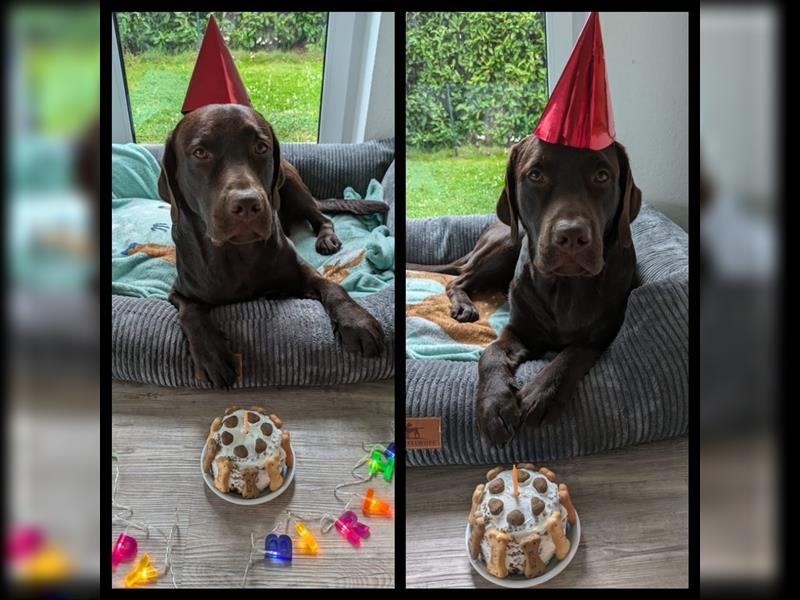 Wir erwarten bildhübsche, kerngesunde Labradorwelpen Mitte September