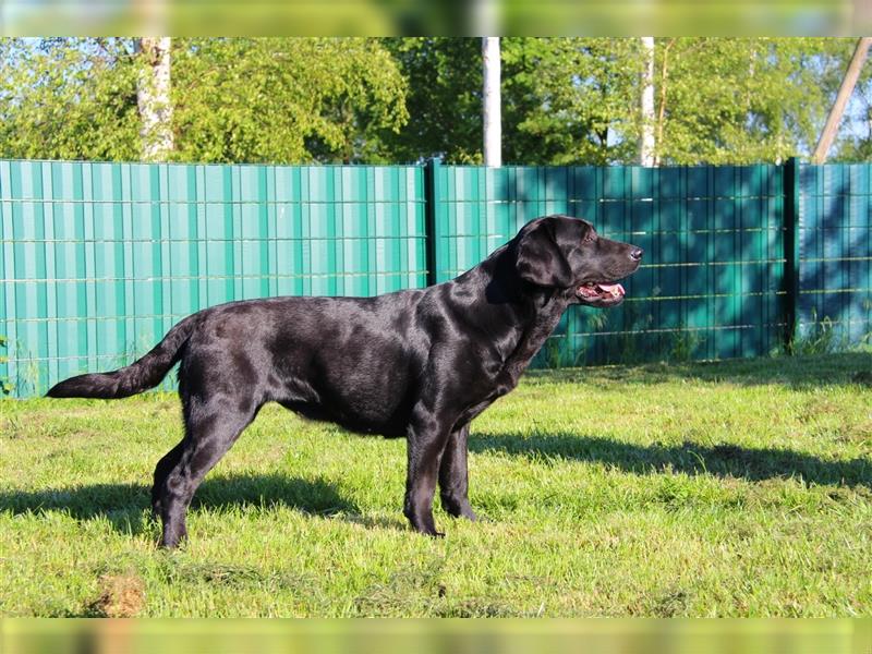 Wir erwarten bildhübsche, kerngesunde Labradorwelpen Mitte September