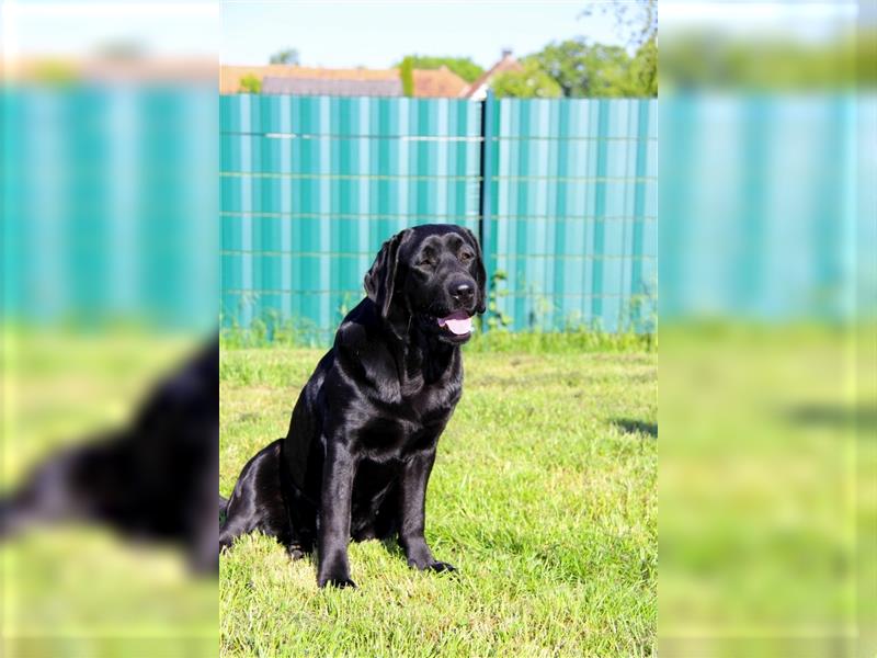 Wir erwarten bildhübsche, kerngesunde Labradorwelpen Mitte September