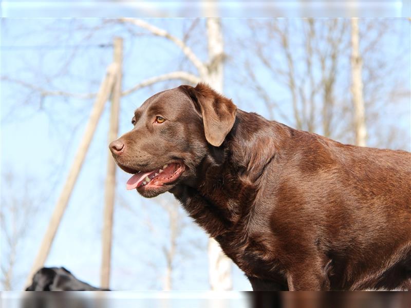 Wir erwarten bildhübsche, kerngesunde Labradorwelpen Mitte September