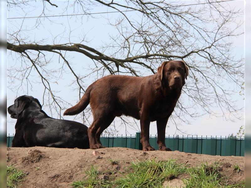 Wir erwarten bildhübsche, kerngesunde Labradorwelpen Mitte September