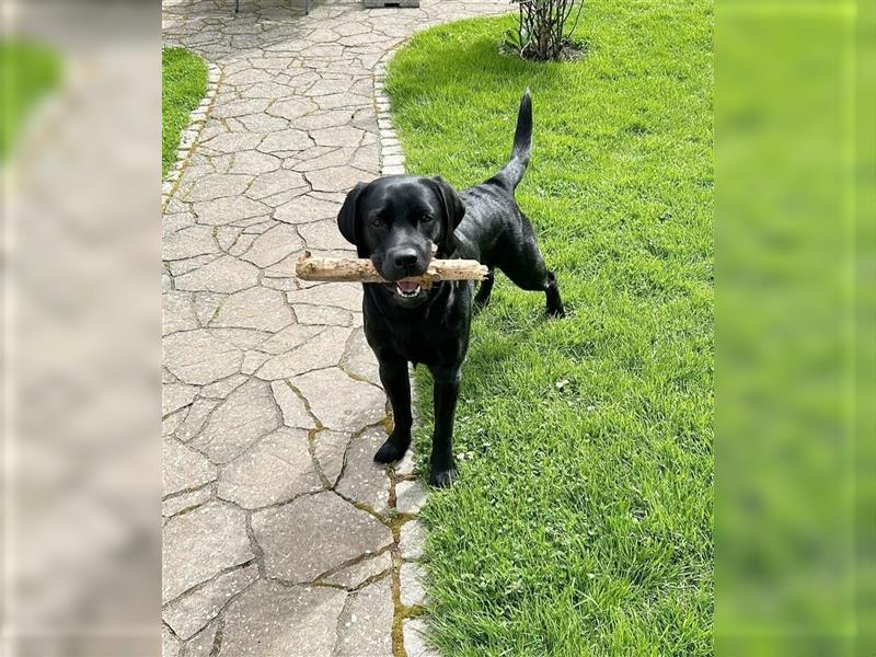 Wir erwarten bildhübsche, kerngesunde Labradorwelpen Mitte September