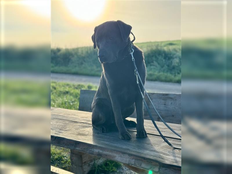 Labrador 4 Jahre alt sucht liebevolles Zuhause