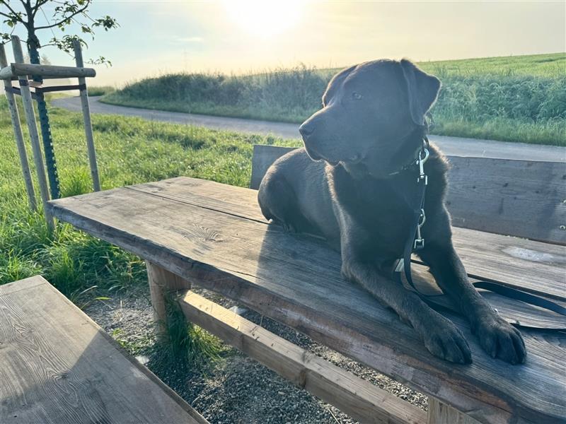 Labrador 4 Jahre alt sucht liebevolles Zuhause