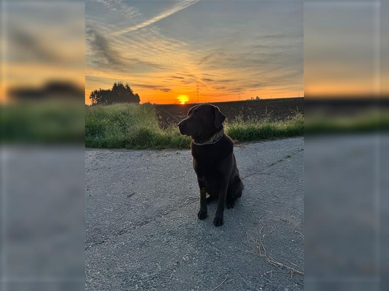 Labrador 4 Jahre alt sucht liebevolles Zuhause