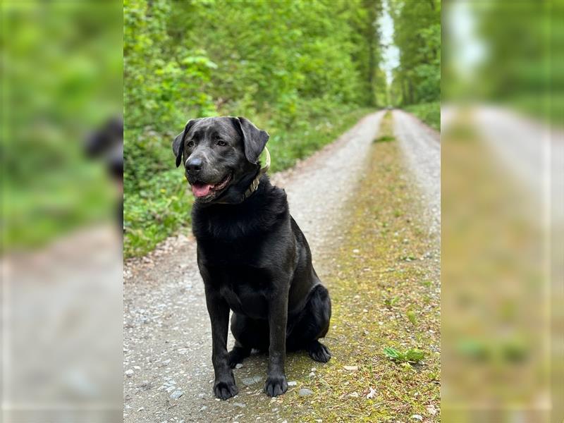 Labrador 4 Jahre alt sucht liebevolles Zuhause