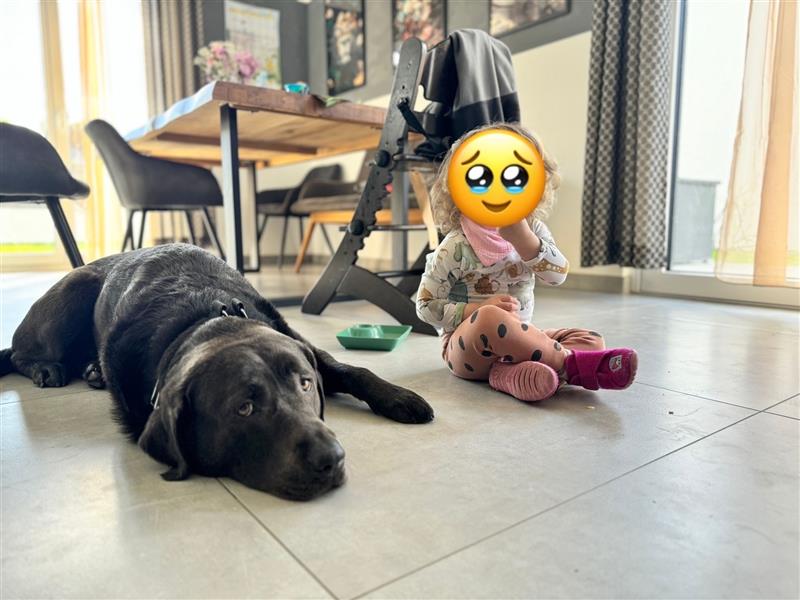 Labrador 4 Jahre alt sucht liebevolles Zuhause