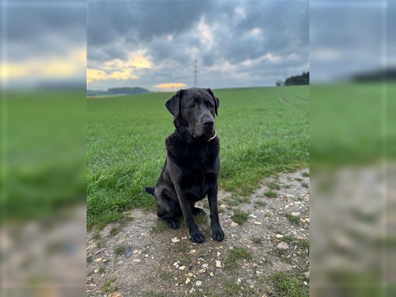 Labrador 4 Jahre alt sucht liebevolles Zuhause