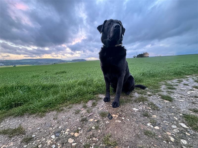 Labrador 4 Jahre alt sucht liebevolles Zuhause